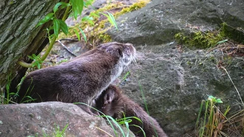 Close up view of a river otter Stock Footage 277225289