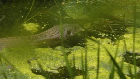 Close up view of a river otter Stock Footage 277243853