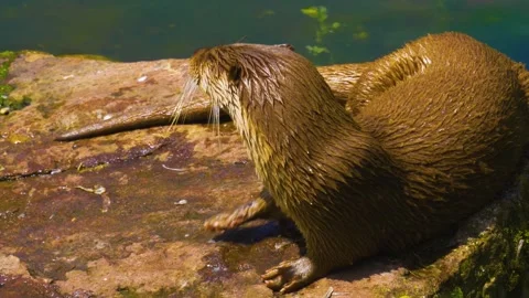 Close up view of river otter Stock Footage 309932384