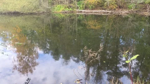 Close Up View Of River Water Surface Reflecting Blue Sky And Trees Stock Footage 348136467