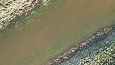 Close-Up View of Riverbank Vegetation Diversity Video stock 290815215