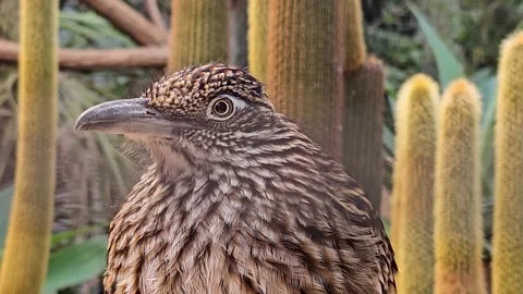 Close up view of a Roadrunner bird Stock Footage 294380605