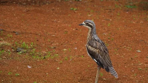 Close view of a roadrunner Stock Footage 268756179