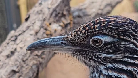 Close up view of a Roadrunner head Stock Footage 294381609