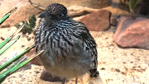 Close up view of a Roadrunner resting Stock Footage 296027128