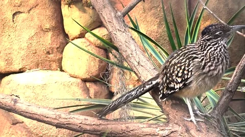 Close up view of a Roadrunner resting Stock Footage 296027900