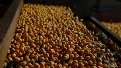 Close-up view of roasted chickpea. Stock Footage 207086397