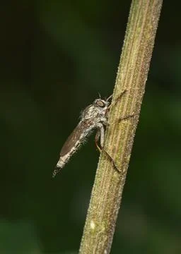 A close-up view of a Robber Fly on a grass stalk Stock Photos