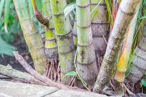 Close-up view of robust bamboo stalks, with multiple sections and textured .. Stock Photos