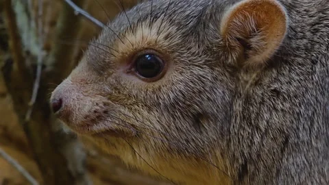 Close view of a rock hyrax face  Stock Footage 263677460