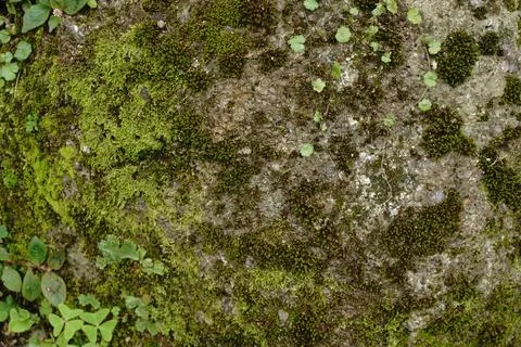 Close-up view of a rock surface covered 写真素材