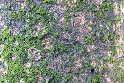 A close-up view of a rocky surface covered in vibrant green moss and lichen Stock-Fotos