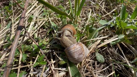 Close-up view of Roman snails (Helix pomatia) mating. Four times faster than Stock Footage 309004261