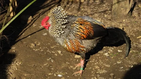 Close view of a rooster  Stock Footage 267723445