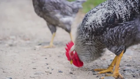 Close up view of rooster with red head look for food, eat seeds on the ground Stock Footage 155657320