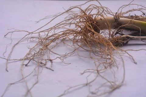 Close up view of the root of leeks, has fibrous roots. The roots of leeks t.. Stock Photos