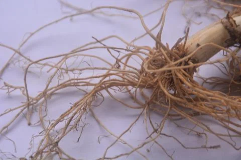 Close up view of the root of leeks, has fibrous roots. The roots of leeks t.. Stock Photos