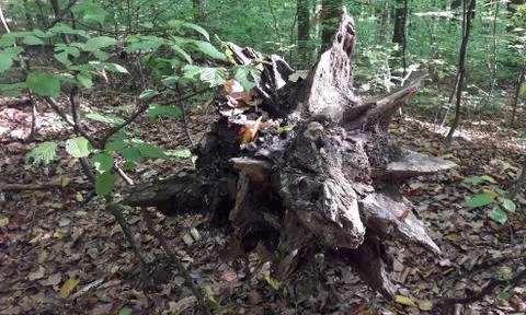 Close view of root of the lying dried-up tree. Old weathered dilapidated hard Foto stock