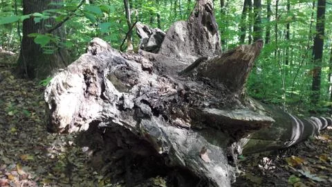 Close view of root of the lying dried-up tree Stock Photos