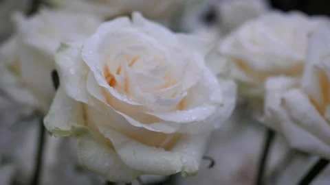 Close up view of the rose Stock-Footage 265480862