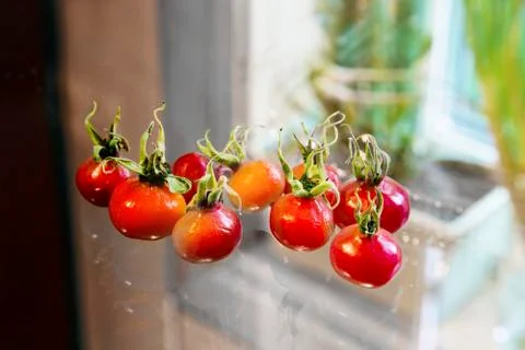Close view of rose hip Foto stock