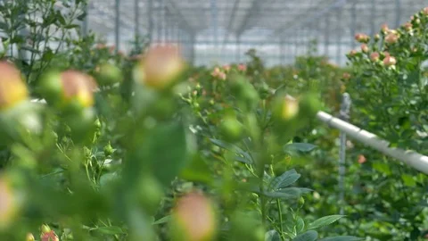 A close view on roses growing in clusters in a greenhouse. Video stock 84142498
