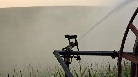 Close view of rotating sprinkler spraying water across corn plants in agric.. Stock Footage 316383448