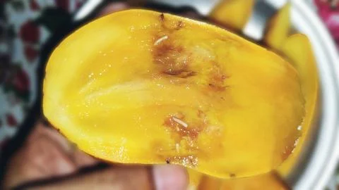 Close Up View Of Rotten Mango Infested With White Worms 库存照片