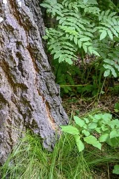 A close-up view of the rough bark of an old pine tree and shrub leaves Stock Photos