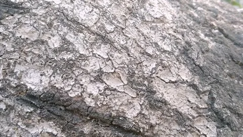Close Up View of Rough Bark Texture on Mango Tree Trunk Stock Footage 340404033