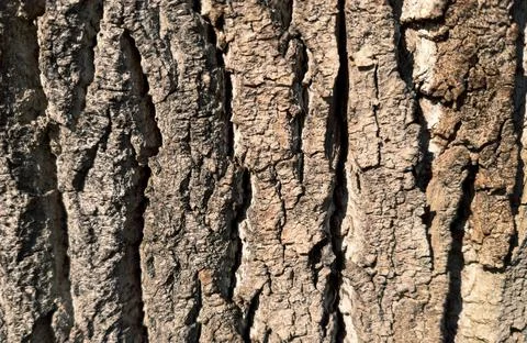 Close up view of rough, brown tree bark shows deep vertical furrows and textu Stock Photos