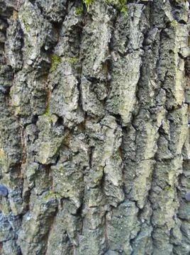 Close view on rough spruce bark with deep wrinkles. Stock Photos