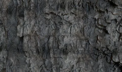 Close-up view of a rough, textured bark.  Detailed surface patterns Stock Photos