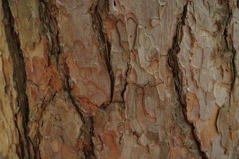 Close-up view of rough textured pine tree bark 写真素材