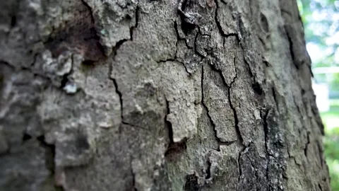 Close up view of rough tree bark texture. dolly shot Stock Footage 338009864