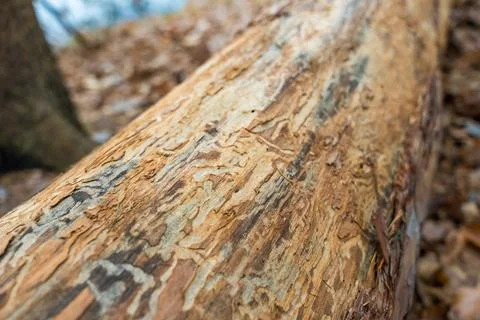 A close-up view of rough tree bark in a Czech forest, showing signs of insect Stock Photos