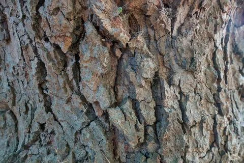 Close Up View of Rough Tree Bark Texture Stock Photos