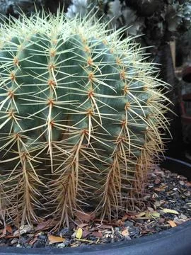 A close-up view of a round cactus with sharp yellow spines in a pot Stock Photos