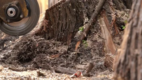 A close view of the round milling head of a stump cutter or grinder Stock Footage 154769046