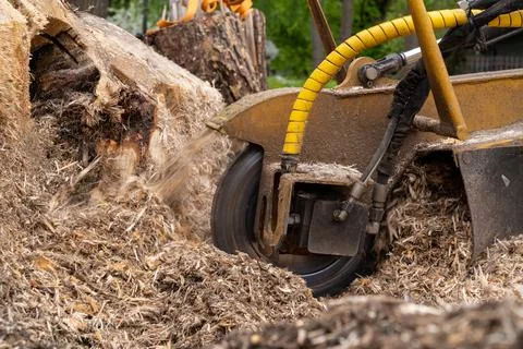 A close view of the round milling head of a stump cutter that performs strain Stock Photos