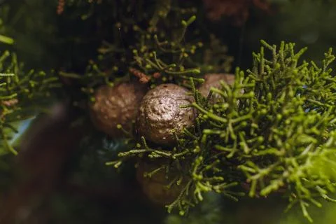Close-up view of round seed cones growing on the dense green foliage of a M.. Stock Photos