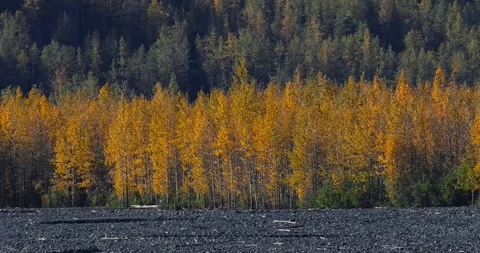 Close up view of row of autumn trees in Alaska countryside Video stock 316729409