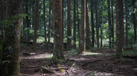 Close view of row of pine stem in the forest Foto stock