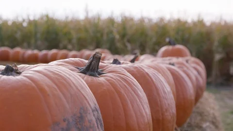 Close view of a row of pumpkins in front of a cornfield during sunset in autumn Stock-Footage 93485823