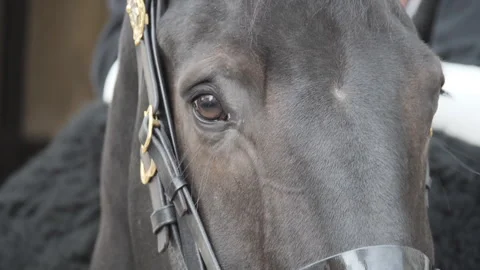A close up view of a royal guard horse’s head. Stock Footage 309155372