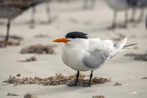 Close up view of a royal tern Stock Photos