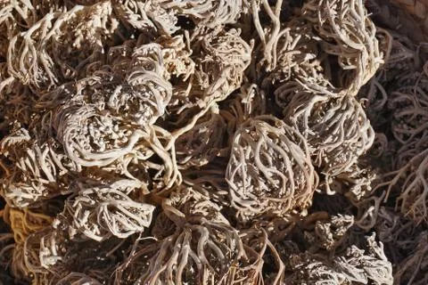 Close-up view. Rubber cup lump dry with dark brown. Stock Photos