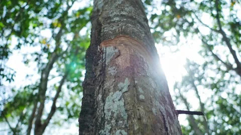 Close view of a rubber tree trunk prepared for latex harvesting demonstrates agr 库存影片 335333506