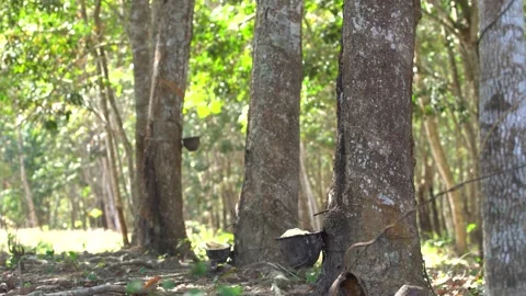 Close view of a rubber tree trunk prepared for latex harvesting demonstrates agr Video stock 335333531