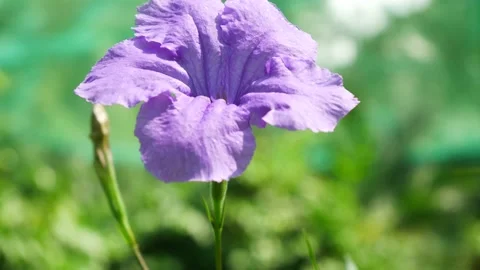 Close-up view of a Ruellia Simplex flower in the garden. 動画素材 197940703